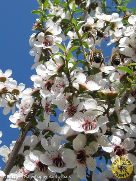Leptospermum scoparium – Bee Happy Plants