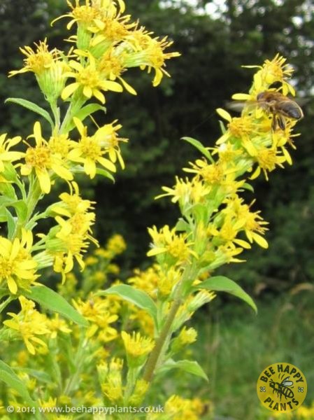 Solidago virgaurea - Bee Happy Plants & Seeds