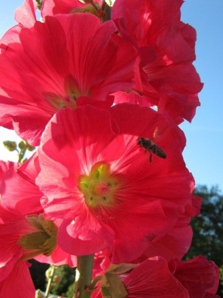 Alcea rosea – Bee Happy Plants