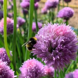 Allium schoenoprasum