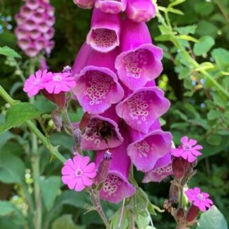 Digitalis purpurea