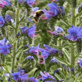 Echium vulgare