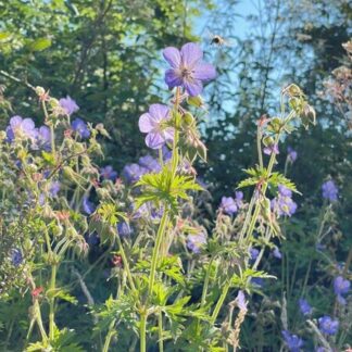 Geranium pratense