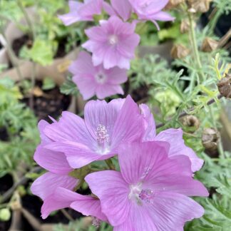 Malva moschata
