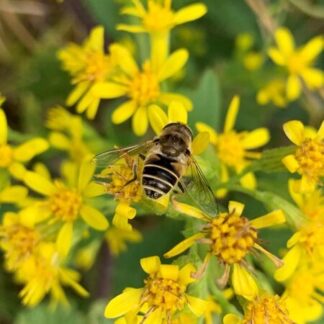 Solidago virgaurea