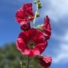 Alcea rosea – Bee Happy Plants